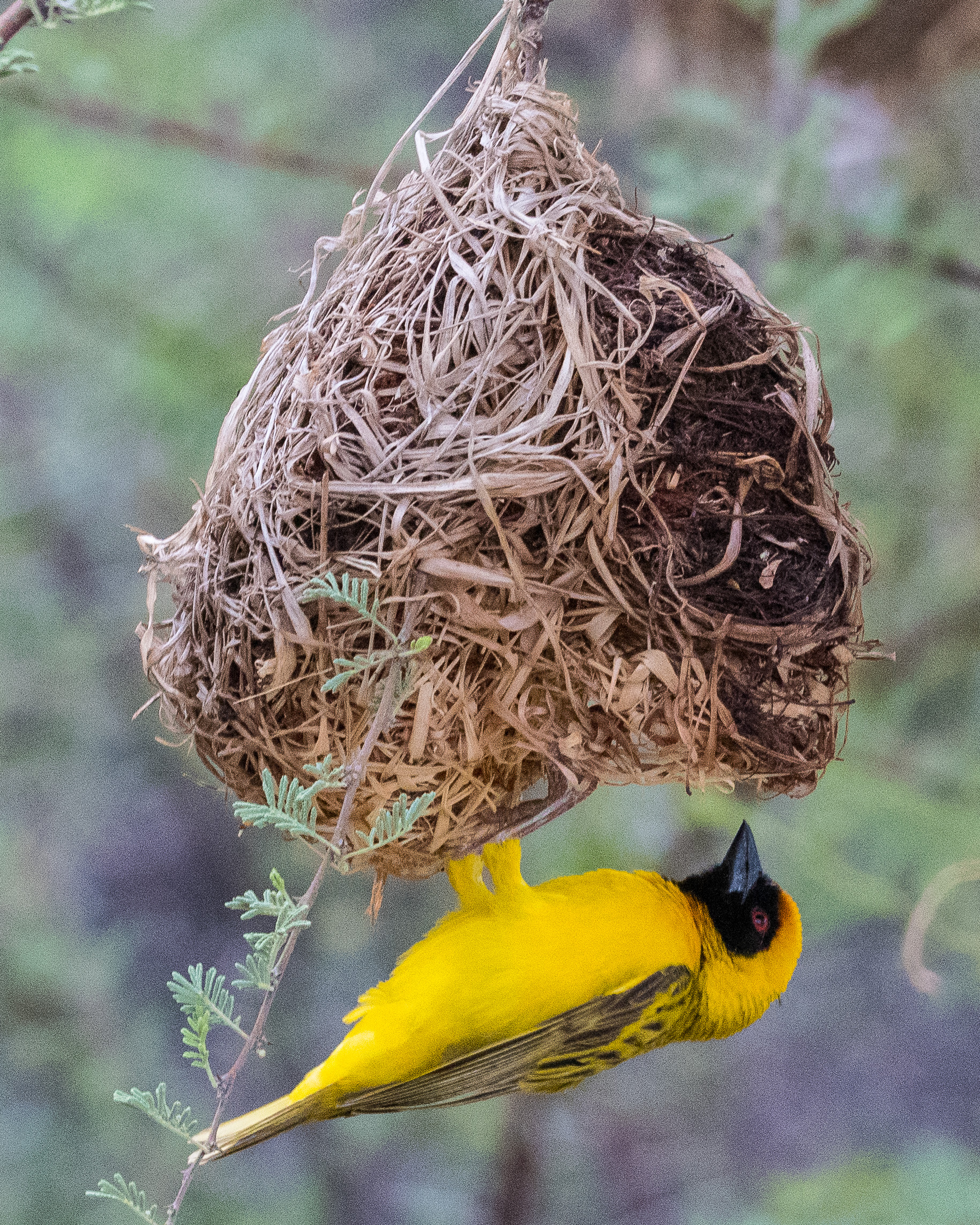 Tisserin à tête rousse (Southern masked-weaver, Ploceus velatus), mâle nuptial posté sous l'entrée de son nid, Onguma Nature Reserve, Etosha, Namibie.